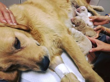 20861657_1398244546933698_64886938646479492_o