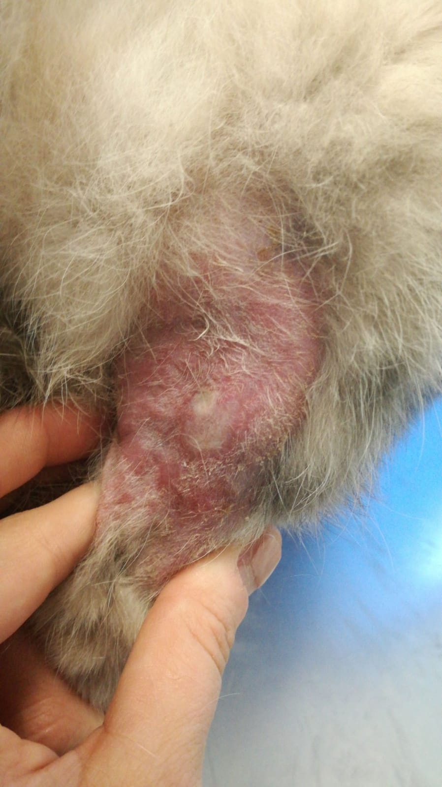 Placca eosinofilica sulla coscia di Briciola