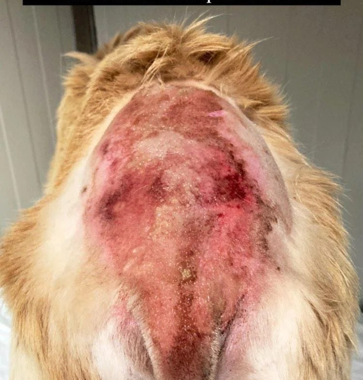 Autotraumatismo gravissimo sulla schiena e coda di un cane allergico al morso delle pulci