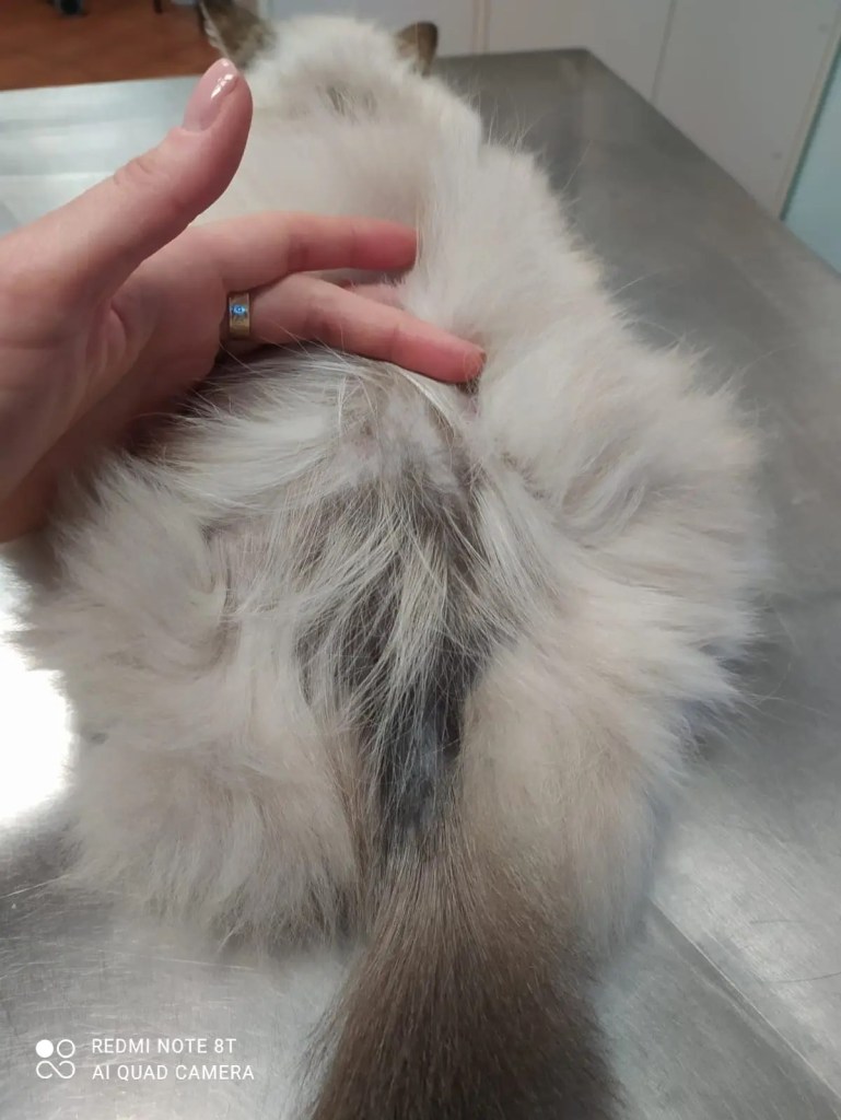 Alopecia autoindotta da leccamento in un gatto con le pulci